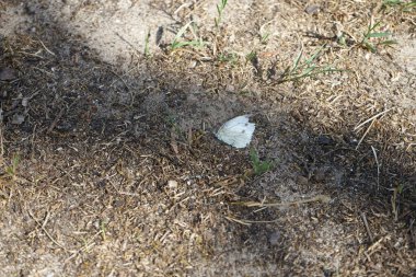 Kelebek Pieris, temmuzda yerde yatar. Yeşil damarlı beyaz Pieris napi, Pieridae familyasından bir kelebek türü. Berlin, Almanya