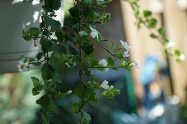 Sutera kordatası 'Büyük Baja' Haziran 'da çiçek açıyor. Chaenostoma cordatum (sutera cordata, bacopa cordata, sutera diusus veya bacopa), Chaenostoma, Scrophulariaceae familyasından bir tür. Berlin, Almanya 