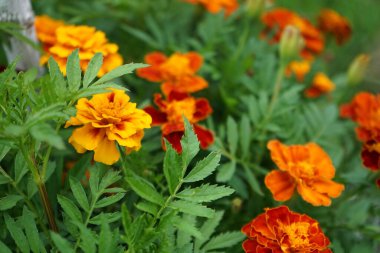 Tagetes patula Küçük Arı karışımı çiçekler temmuzda açar. Kadife çiçekleri (