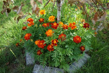 Tagetes patula Küçük Arı karışımı çiçekler haziranda açar. Kadife çiçekleri (