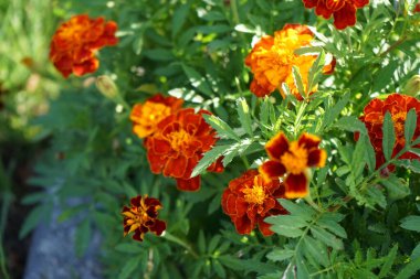 Tagetes patula Küçük Arı karışımı çiçekler temmuzda açar. Kadife çiçekleri (
