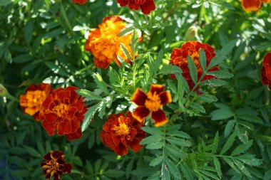 Tagetes patula Küçük Arı karışımı çiçekler haziranda açar. Kadife çiçekleri (
