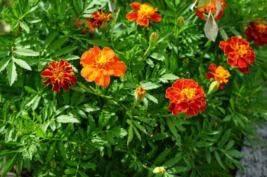 Tagetes patula Küçük Arı karışımı çiçekler haziranda açar. Kadife çiçekleri (