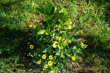 Tagetes patula 