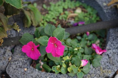 Impatiens Walleriana Haziran 'da bahçede koyu pembe çiçekler açar. Impatiens walleriana, Sultanii, meşgul Lizzie, balsam, sultana veya kısaca sabırsız, Impatiens cinsinin bir türüdür. Berlin, Almanya 