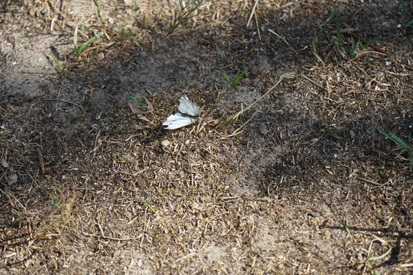 Kelebek Pieris Haziran Ayında Yerde Yatar Yeşil Damarlı Beyaz Pieris — Stok fotoğraf