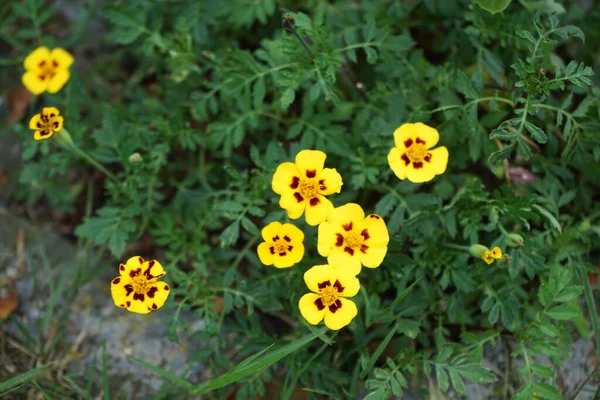Tagetes Patula Marietta Flowers Bloom July Tagetes Marigolds Genus Annual — Stock Photo, Image