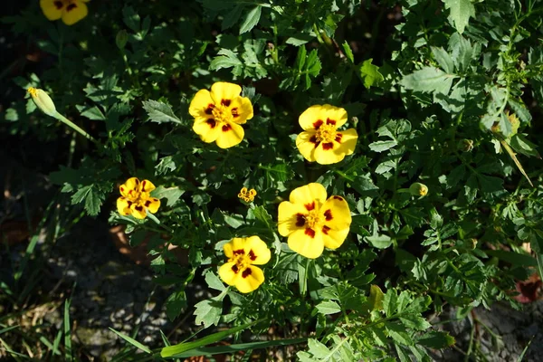 Цветки Тагетес Патула Мармелад Цветут Июне Tagetes Marigolds Является Родом — стоковое фото