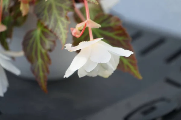 チューバリーベゴニア ベゴニア ツブハイブリッド6月に白花を咲かせます ベゴニアはベゴニア科の多年草の開花植物の属です ドイツ ベルリン — ストック写真