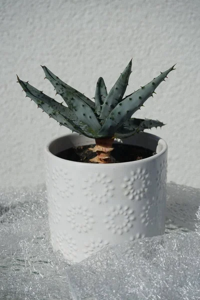 Aloe Marlothii Wächst Einem Blumentopf Aloe Marlothii Die Berg Aloe — Stockfoto