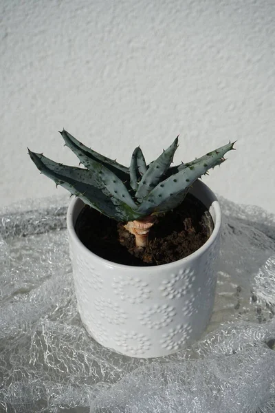 Aloe Marlothii Wächst Einem Blumentopf Aloe Marlothii Die Berg Aloe — Stockfoto