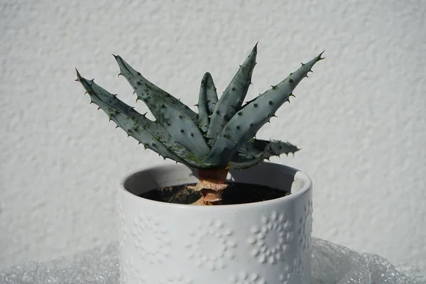 Aloe Marlothii Crescendo Vaso Flores Aloe Marlothii Aloés Montanha Aloés — Fotografia de Stock