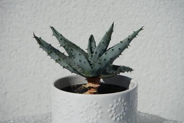 Aloe Marlothii Growing Flower Pot Aloe Marlothii Mountain Aloe Flat — Stock Photo, Image