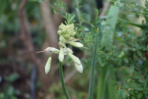 七月份 兰花盛开 Ornithogalum Viridiflorum Syn 金银花是一种生长于南非和莱索托的球茎开花植物 生长于花园中作为观赏植物 — 图库照片
