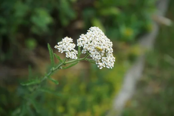 stock image Yellow beetle Cteniopus sulphureus on yarrow Achillea millefolium in July. Cteniopus sulphureus is a species of comb-clawed beetles belonging to the family Tenebrionidae subfamily Alleculinae. Berlin, Germany 