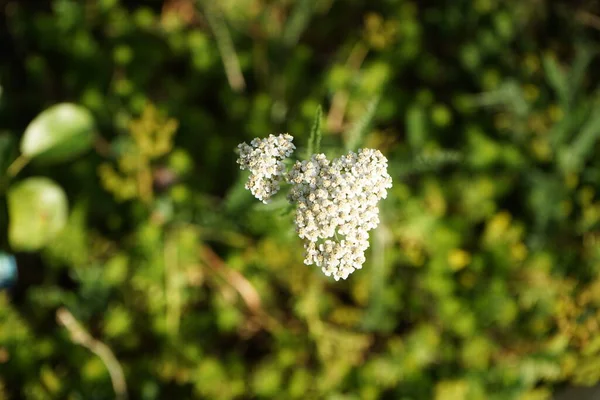 6月にはアヤメ属のミレフォリウムが咲きます Achillea Millefolium YarrowまたはCommon Yarrowは 科アスタリスクの開花植物です ドイツ ベルリン — ストック写真