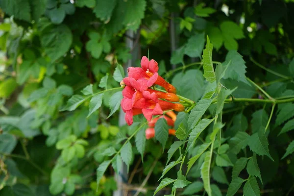 stock image Campsis radicans blooms in July. Campsis radicans, the trumpet vine, yellow trumpet vine, trumpet creeper, cow itch vine or hummingbird vine, is a species of flowering plant in the family Bignoniaceae. Berlin, Germany