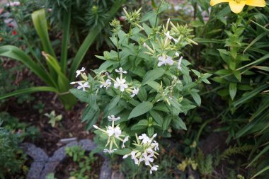 Saponaria officinalis temmuzda çiçek açar. Saponaria officinalis, Caryophyllaceae familyasından uzun ömürlü bir bitki türü. Berlin, Almanya 