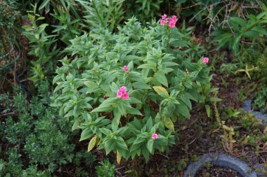 Pembe Phlox temmuzda bahçede panikliyor. Phlox paniculata, Polemoniaceae familyasından bir bitki türü. Berlin, Almanya.