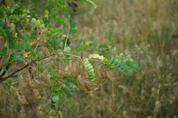 월에는 Colutea Arborescens 자란다 Colutea Arborescens Bladder Senna 이름으로 알려진 — 스톡 사진