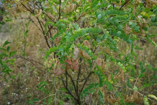 Colutea Arborescens Cresce Julho Colutea Arborescens Uma Espécie Planta Com — Fotografia de Stock