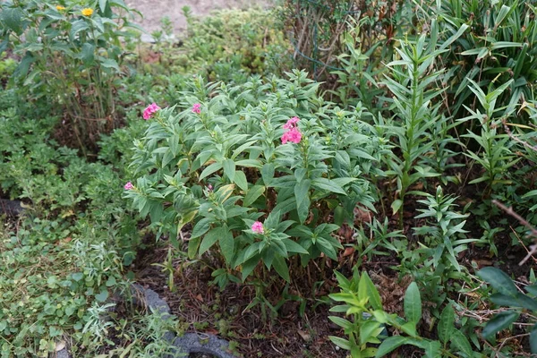 Růžová Phlox Paniculata Kvete Zahradě Červenci Phlox Paniculata Druh Kvetoucí — Stock fotografie