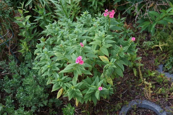 Rózsaszín Phlox Paniculata Virágzik Kertben Júliusban Phlox Paniculata Egy Faj — Stock Fotó