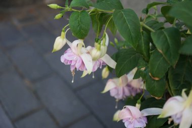 Temmuz 'da bir saksıda 10 cm' ye kadar çiçek açan dev fuşyalar. Fuchsia, Kıbrıs Rum Kesimi 'nin Onagraceae familyasından bir bitki cinsidir. Berlin, Almanya