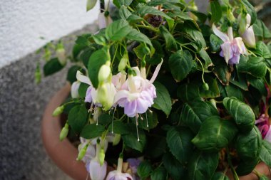 Temmuz 'da bir saksıda 10 cm' ye kadar çiçek açan dev fuşyalar. Fuchsia, Kıbrıs Rum Kesimi 'nin Onagraceae familyasından bir bitki cinsidir. Berlin, Almanya