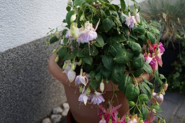 Temmuz 'da bir saksıda 10 cm' ye kadar çiçek açan dev fuşyalar. Fuchsia, Kıbrıs Rum Kesimi 'nin Onagraceae familyasından bir bitki cinsidir. Berlin, Almanya