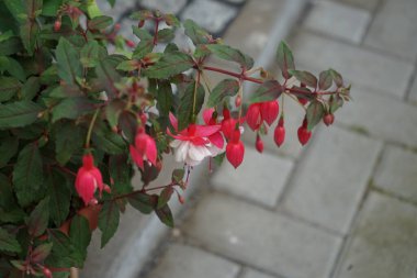 Hardy fuchsias temmuzda bahçede bir saksıda çiçek açar. Fuxia, lat. Fuchsia, Kıbrıs Rum Kesimi 'nin Onagraceae familyasından bir bitki cinsidir. Berlin, Almanya