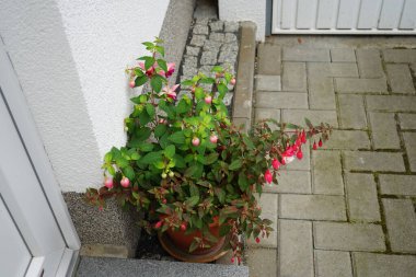 Hardy fuchsias temmuzda bahçede bir saksıda çiçek açar. Fuxia, lat. Fuchsia, Kıbrıs Rum Kesimi 'nin Onagraceae familyasından bir bitki cinsidir. Berlin, Almanya