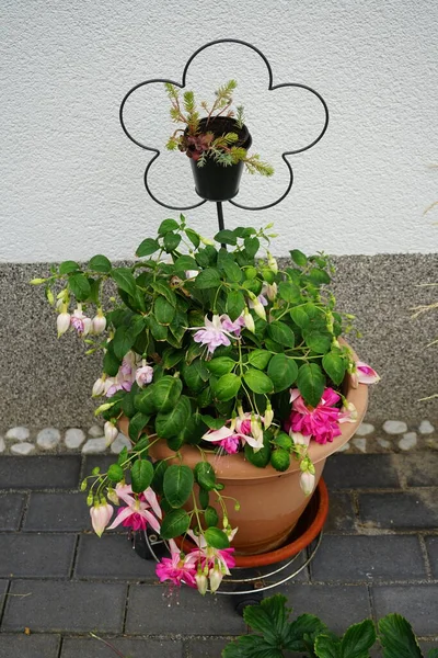Riesige Fuchsien Mit Bis Großen Blüten Blühen Juli Einem Blumentopf — Stockfoto