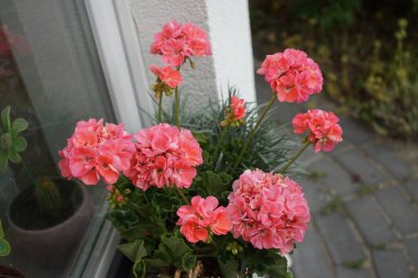 Ayakta duran sardunyalar, Pelargonium hororum, Temmuz ayında bir çiçek kutusunda çiçek açar. Pelargonium hororum, sardunya, bahçe sardunyası, Pelargonium 'un bir hiçliği. Berlin, Almanya  