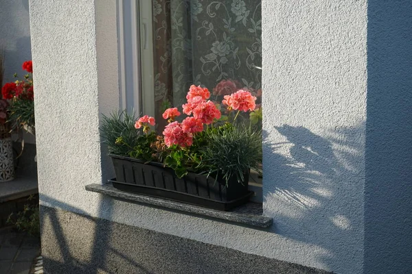 Ayakta duran sardunyalar, Pelargonium hororum, Temmuz ayında bir çiçek kutusunda çiçek açar. Pelargonium hororum, sardunya, bahçe sardunyası, Pelargonium 'un bir hiçliği. Berlin, Almanya  