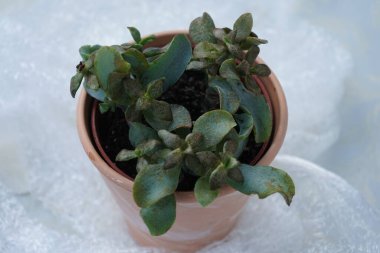 Crassula Botanik Bölgesi. bir saksıda dulatifolia yetişir. Crassula arborescens, gümüş yeşillik, gümüş dolar bitkisi, beestebul, Çin yeşimi, para bitkisi veya para ağacı, Crassulaceae familyasından sulu bir bitki türüdür. Almanya 