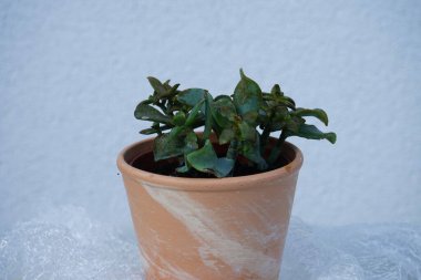 Crassula Botanik Bölgesi. bir saksıda dulatifolia yetişir. Crassula arborescens, gümüş yeşillik, gümüş dolar bitkisi, beestebul, Çin yeşimi, para bitkisi veya para ağacı, Crassulaceae familyasından sulu bir bitki türüdür. Almanya 