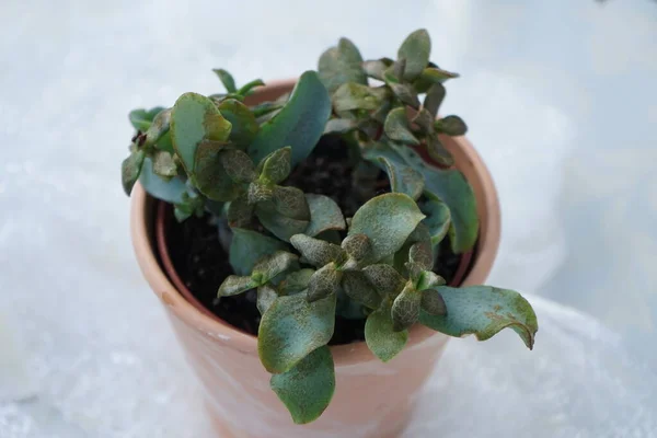 Crassula Arborescens Ssp Undulatifolia Groeit Een Bloempot Crassula Arborescens Crassula — Stockfoto