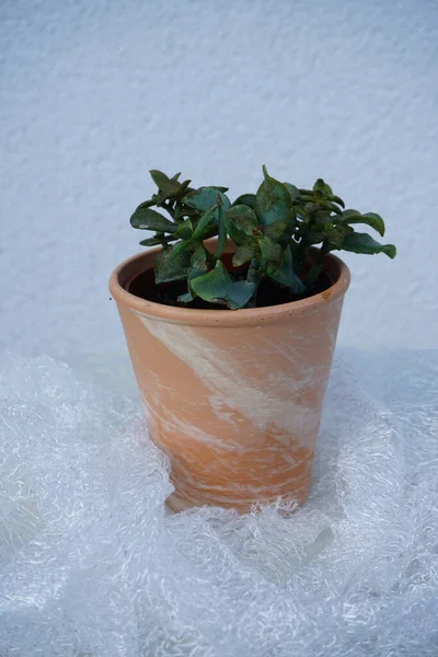 Crassula Arborescens Ssp Undulatifolia Grows Flower Pot Crassula Arborescens Silver — Stock Photo, Image