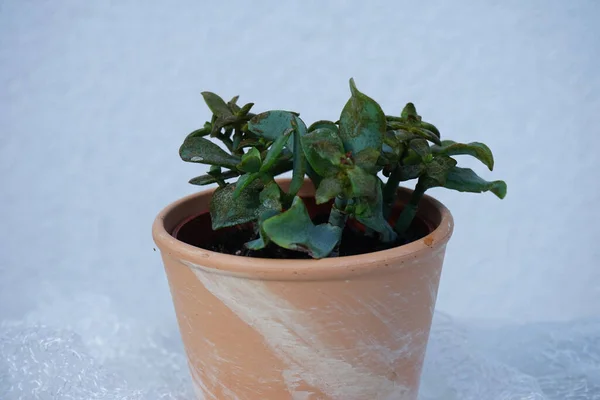 Crassula Arborescens Ssp 蒲公英生长在花盆里 红豆杉 Crassula Arborescens 是红豆杉科植物中的一种肉质植物 是金银玉树 银元植物 — 图库照片