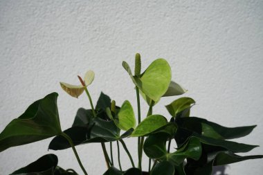 Anthurium ve dreanum Temmuz 'da beyaz çiçeklerle çiçek açar. Andraeanum (