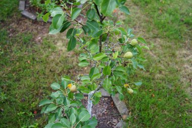 Temmuzda bahçede meyveli cüce armut ağacı yetişir. Armut ağacı ve çalı, Rosaceae familyasından, aynı adı taşıyan bir armut ağacı ve çalı türüdür. Berlin, Almanya