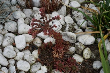 Sempervivum tectorum, Crassulaceae familyasından bir bitki cinsidir. Onlar uzun ömürlü sulu yapraklar ve rosetlerle kaplanmış hasırlar oluşturuyorlar. Almanya 