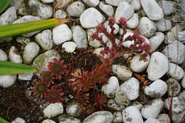 Sempervivum tectorum, Crassulaceae familyasından bir bitki cinsidir. Onlar uzun ömürlü sulu yapraklar ve rosetlerle kaplanmış hasırlar oluşturuyorlar. Berlin, Almanya