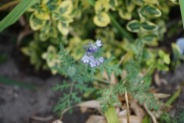 Phacelia Tanacetifolia Kwitnie Niebieskimi Kwiatami Lipcu Phacelia Tanacetifolia Gatunek Rośliny — Zdjęcie stockowe
