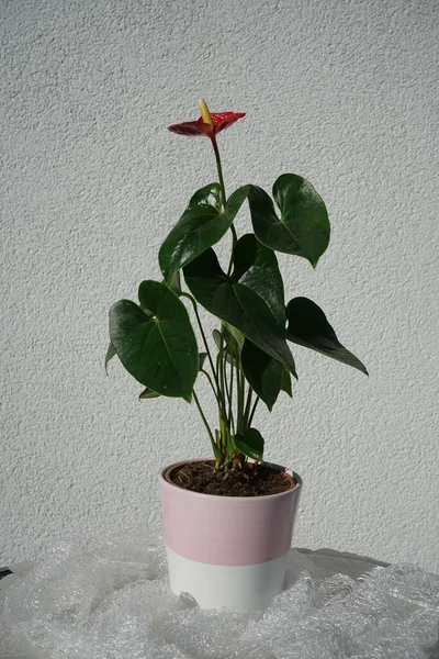 7月に赤い花を咲かせます アンスリウム アナン事務総長 フラミンゴの花 画家のパレット 油彩の花 科の開花植物種です ドイツ ベルリン — ストック写真