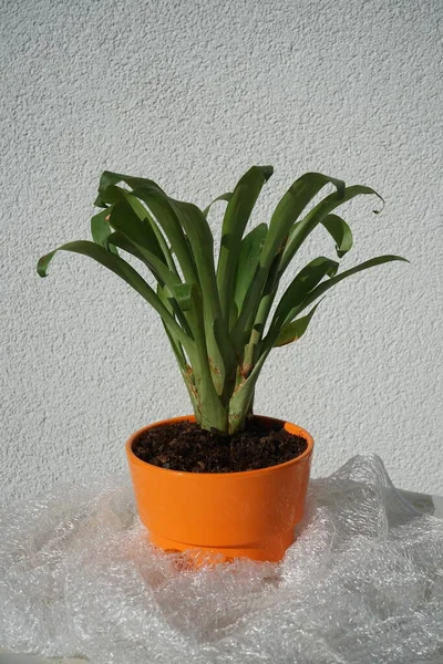 Bromelia 生长在花盆里 溴菊科是溴菊科的模式属 是溴菊科的亚科 德国柏林 — 图库照片