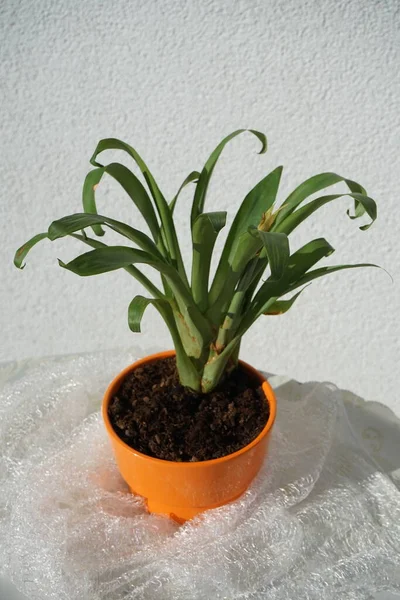 Bromelia 生长在花盆里 溴菊科是溴菊科的模式属 是溴菊科的亚科 德国柏林 — 图库照片