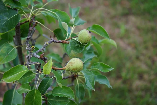 Dwarf Pear Tree Fruits Grows Garden July Pear Tree Shrub — Stock Photo, Image