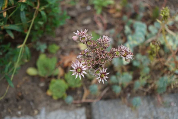 Sempervivum Tectorum Genus Flowering Plants Family Crassulaceae Commonly Known Houseleeks — Stock Photo, Image